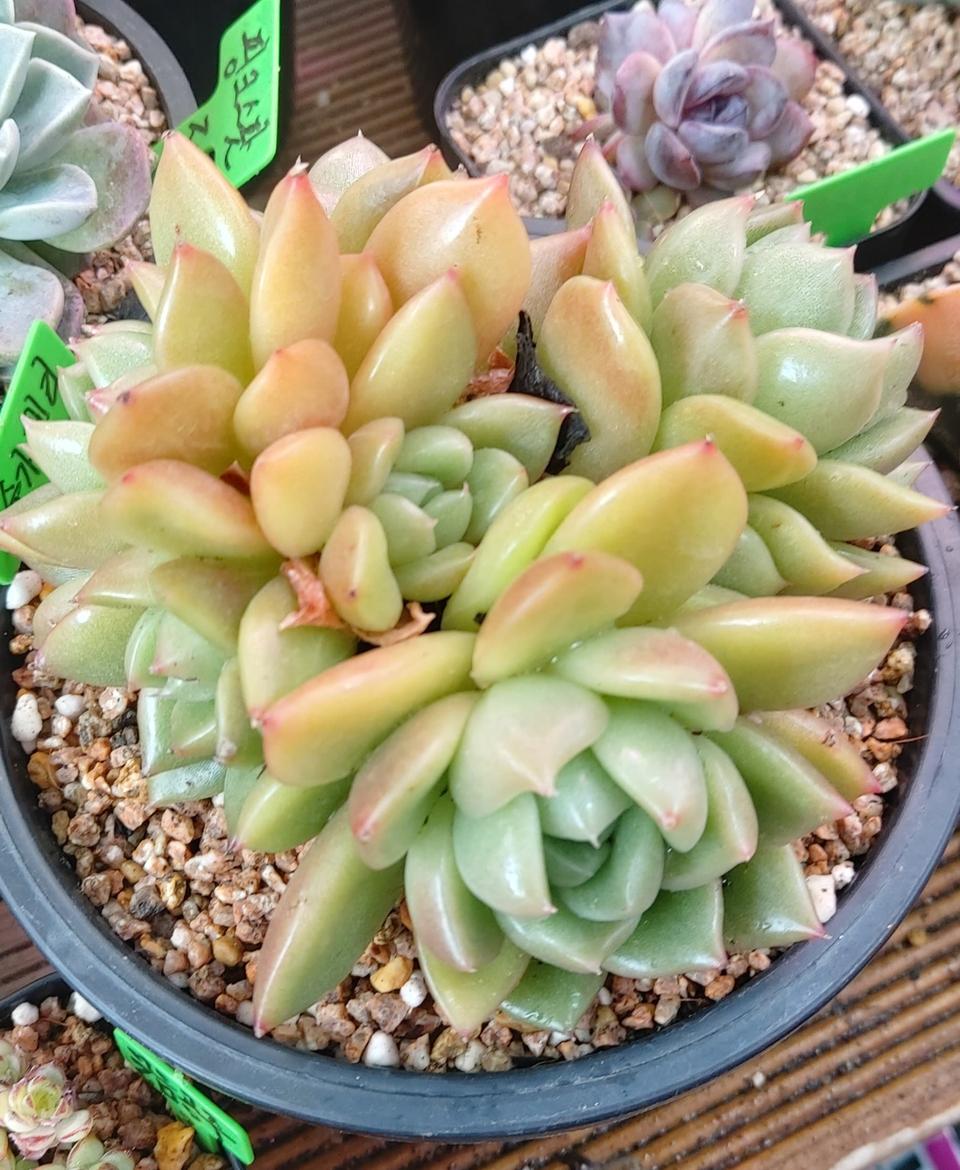 다육식물 슈가젤리군생