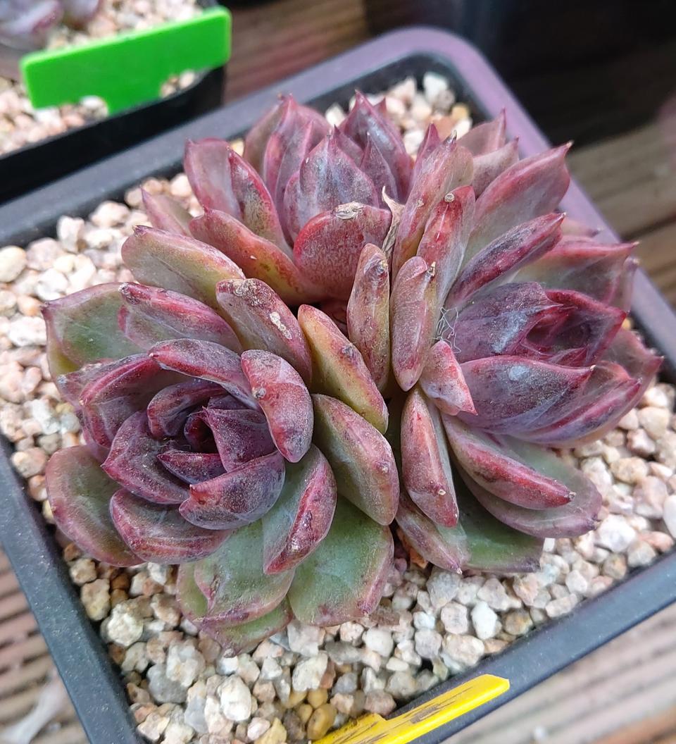 다육식물 블랙퀸군생