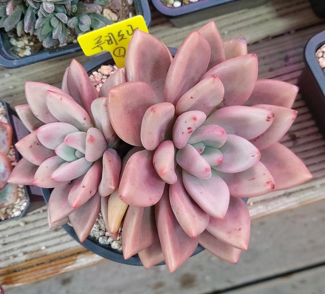 다육식물 루비도나군생