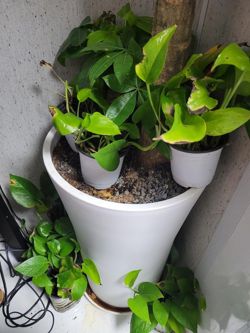 파키라화분큰사이즈팝니다