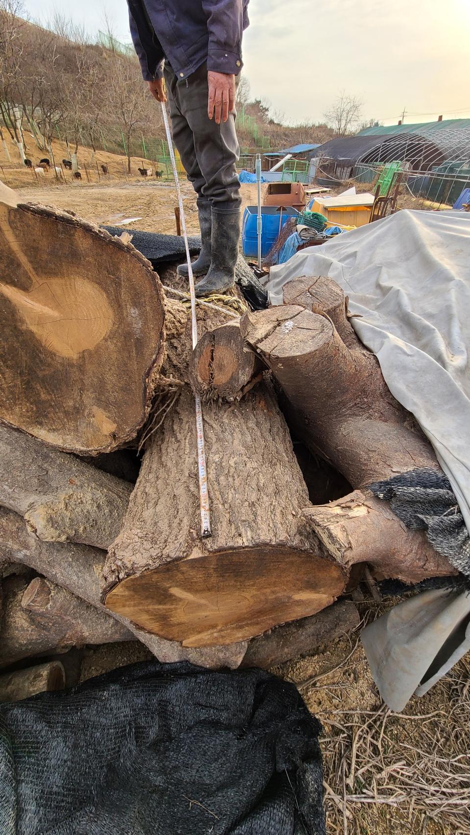 은행나무 팝니다