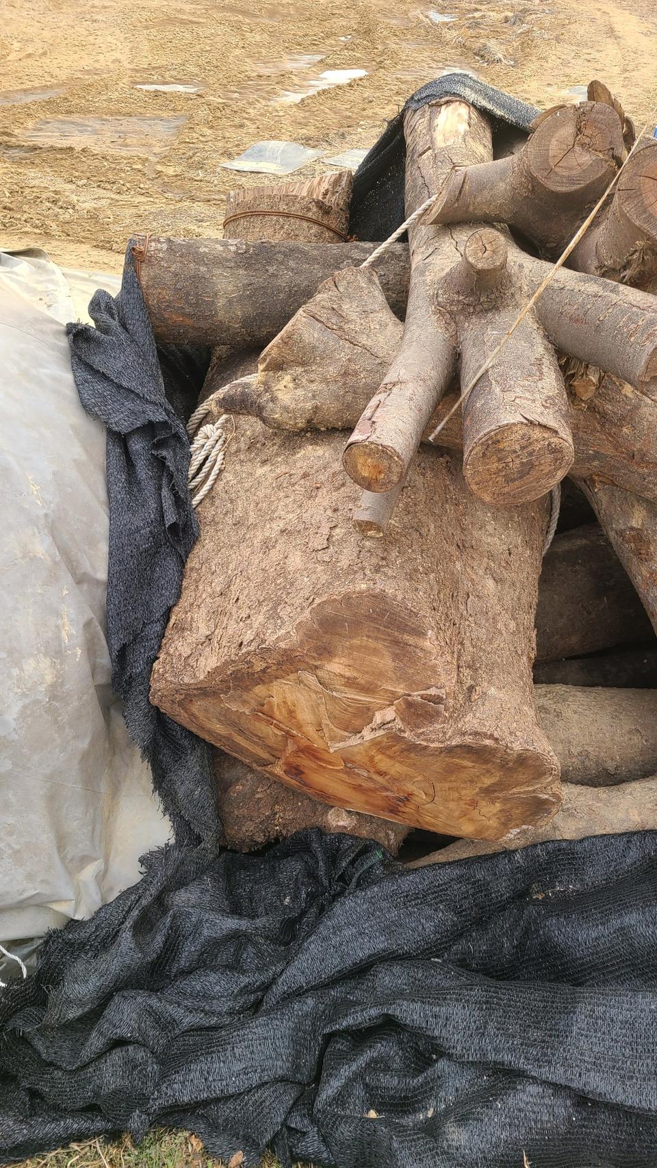 느트나무 팝니다