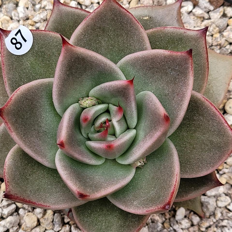 다육 제이드스타