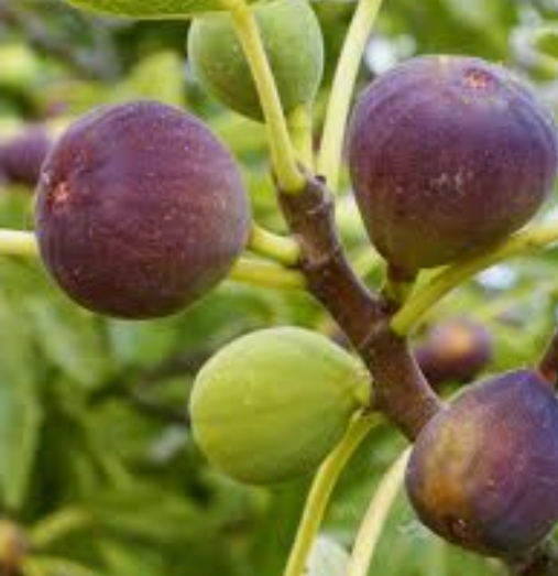 무화과 나무 묘목