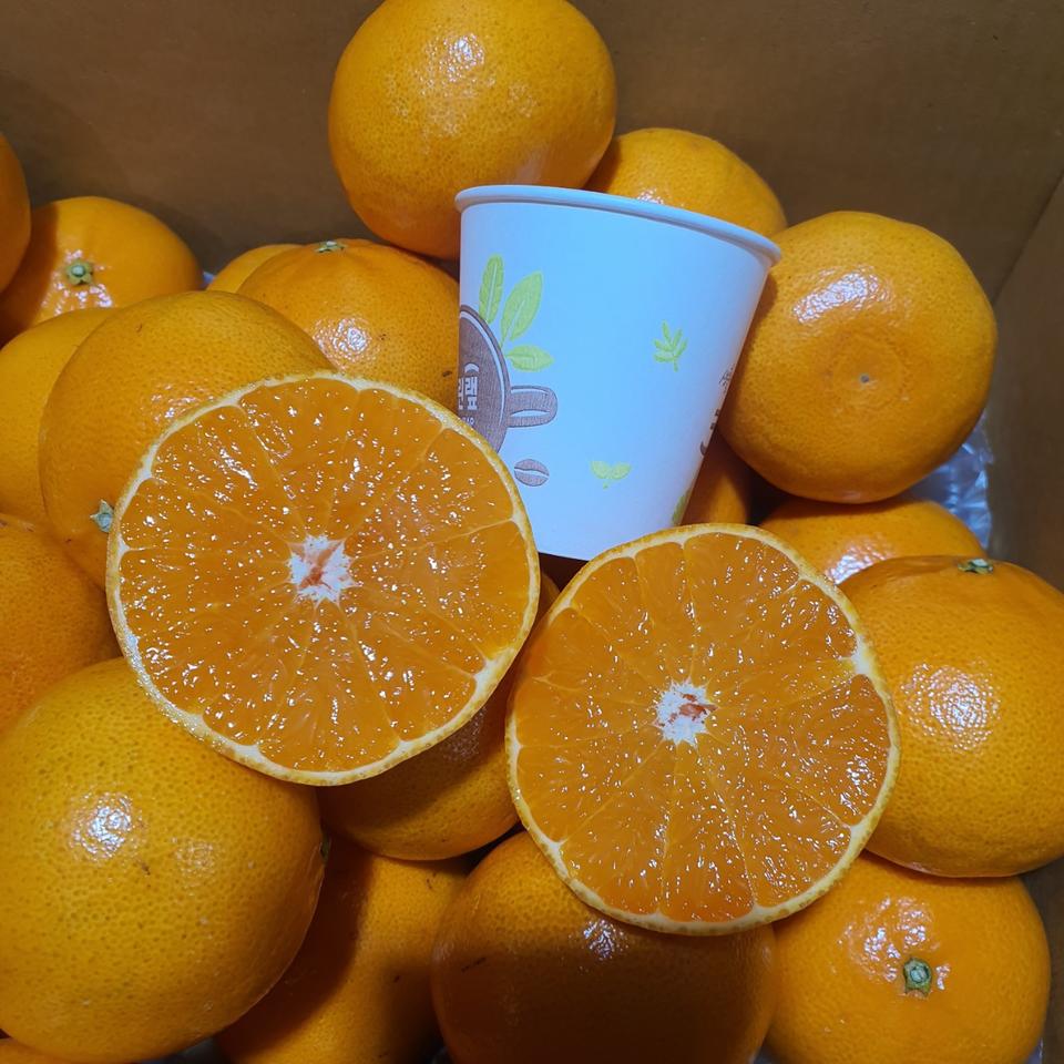 특가 제주 천혜향 10kg 무료배송