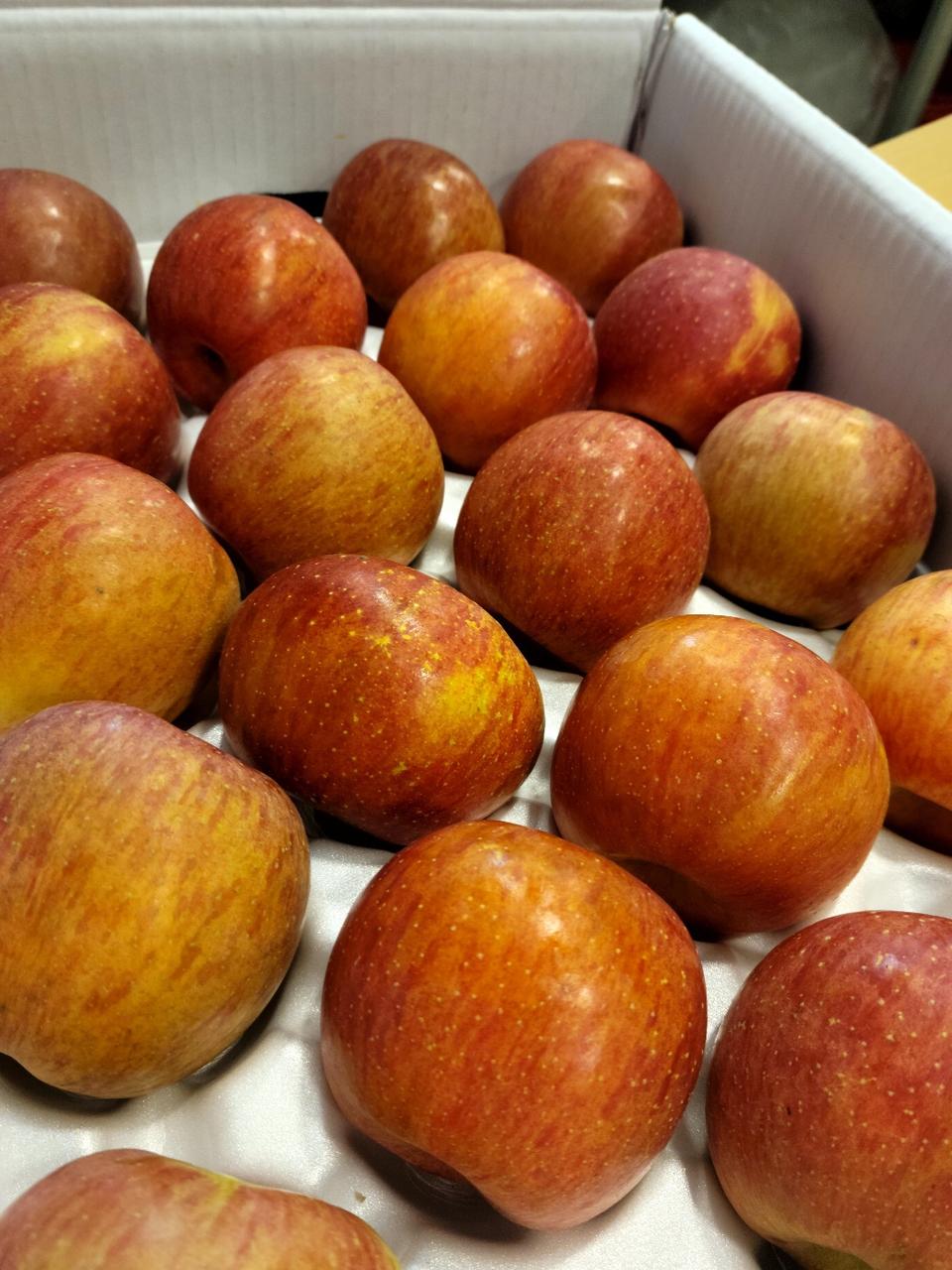 거창 사과 10kg 중과 무료배송