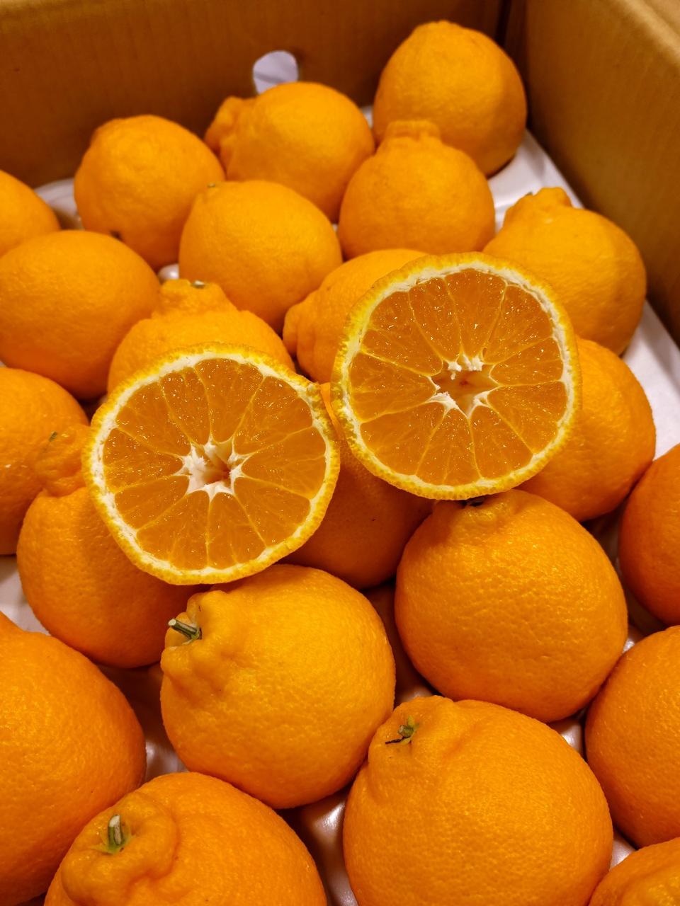 특가 제주 한라봉 10kg 무료배송