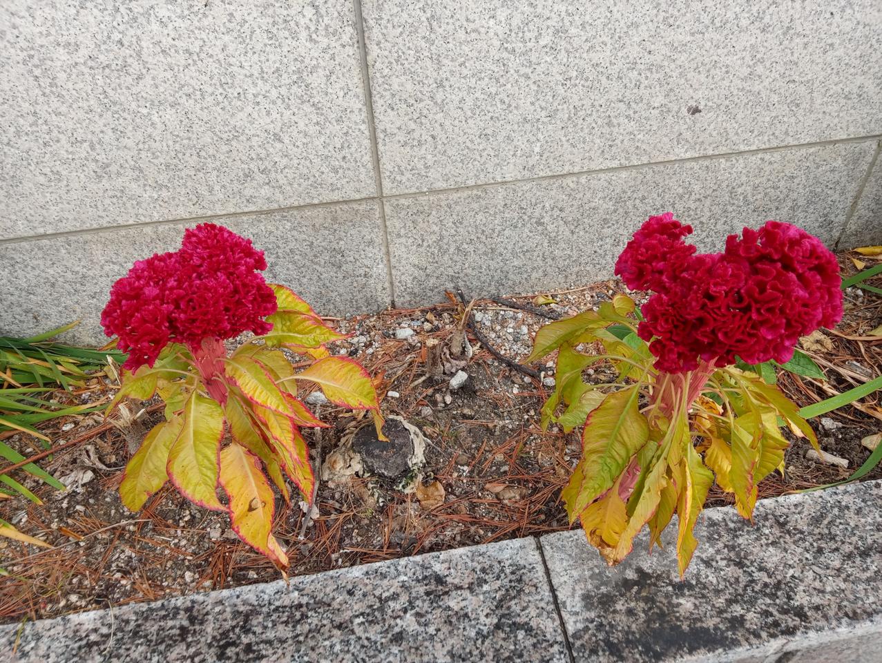 전기 안장 퀵보드