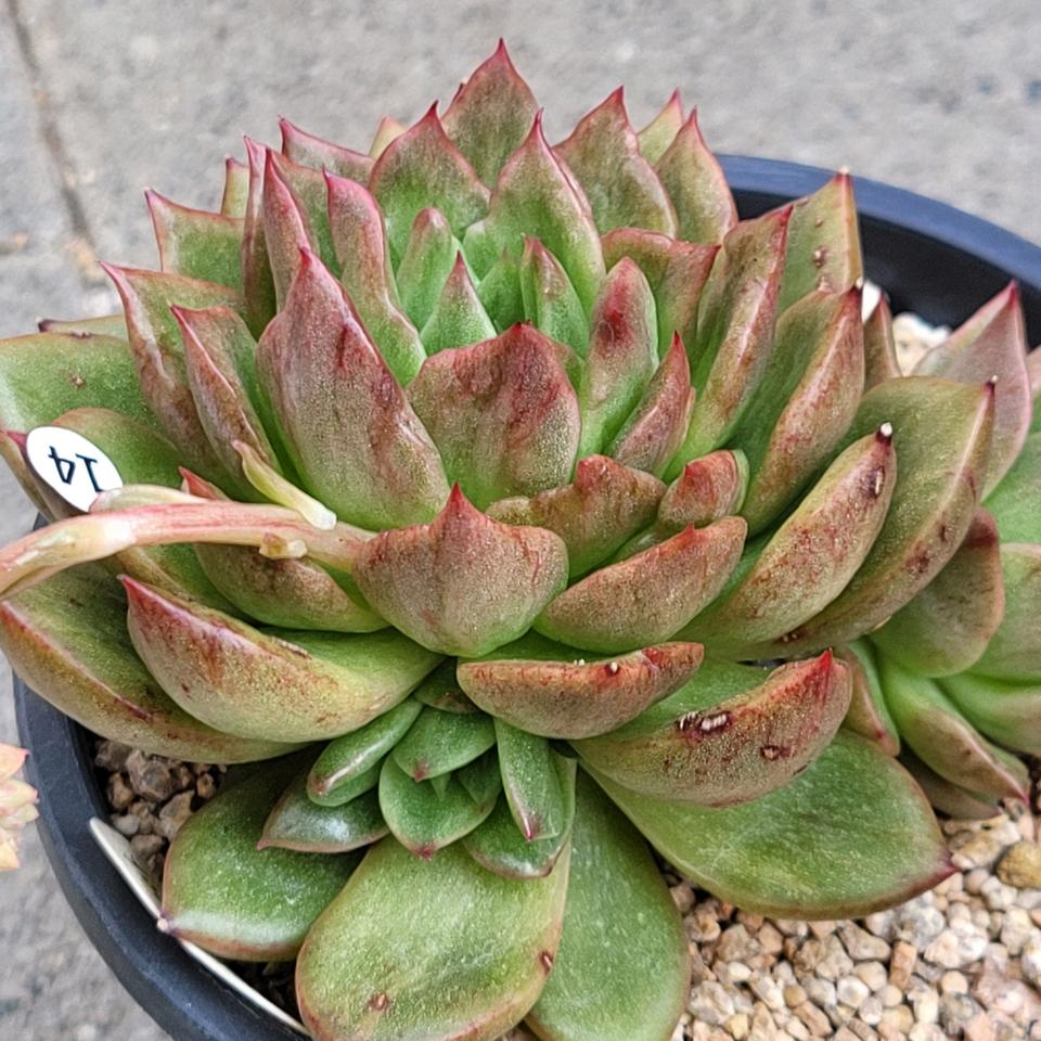 다육 호피에보니금3두 화분