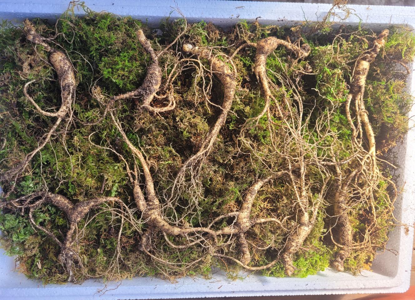 산양산삼, 10년근  이등급, 일등급(중자,대자)  12뿌리  특가