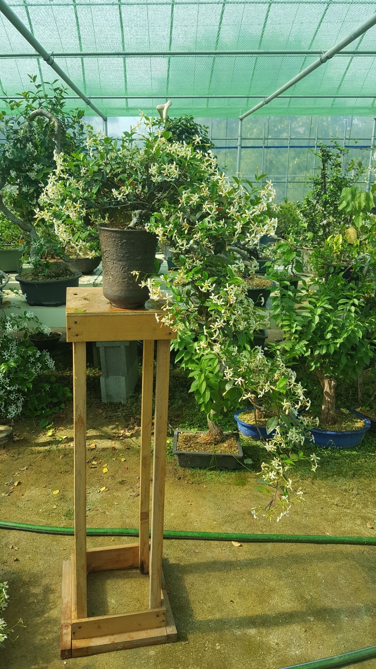 마삭줄 백화등 분재