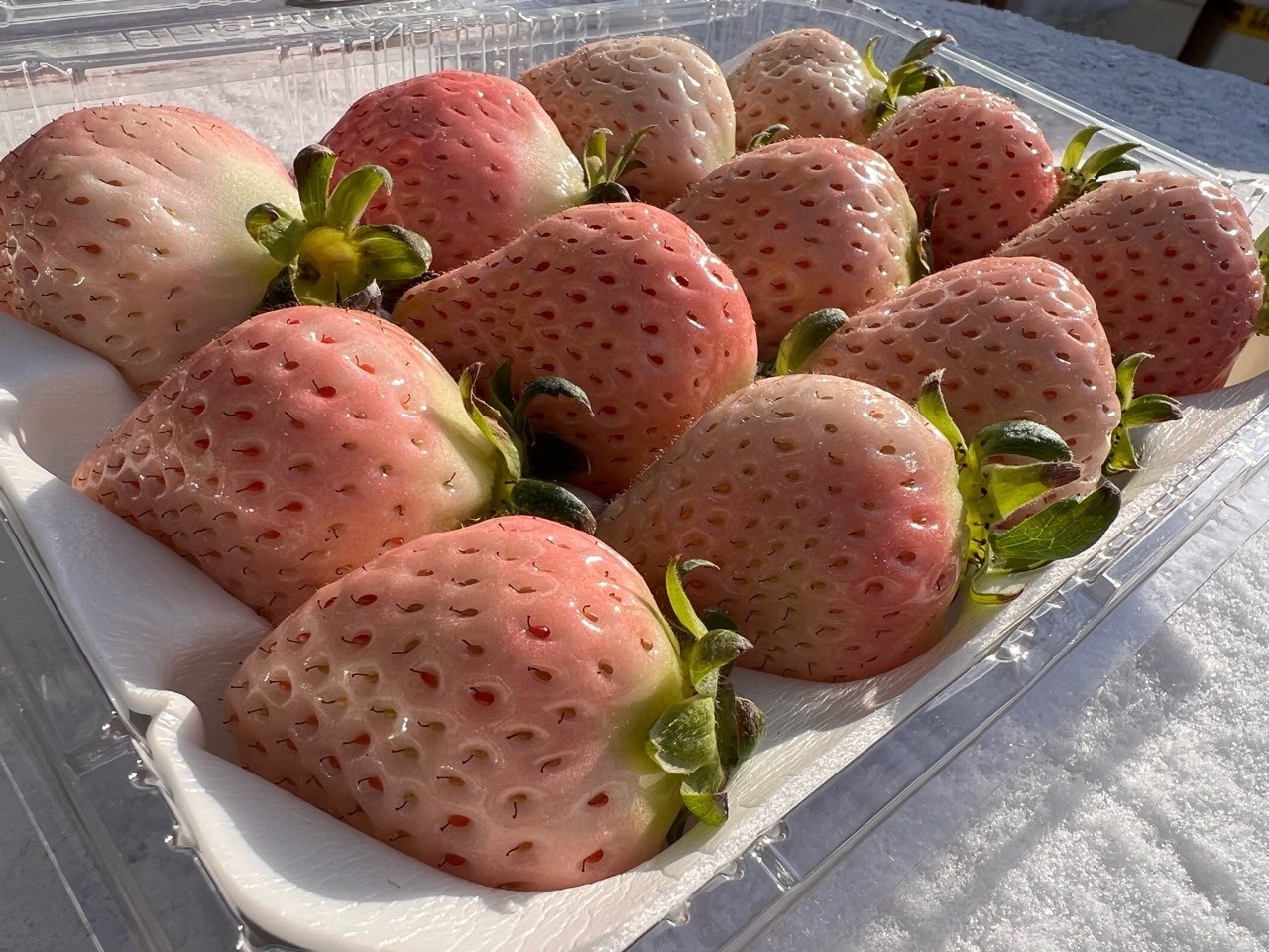 프리미엄 신데렐라딸기 1kg 무료배송