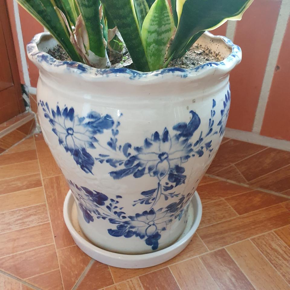 산세베리아 수원탑동