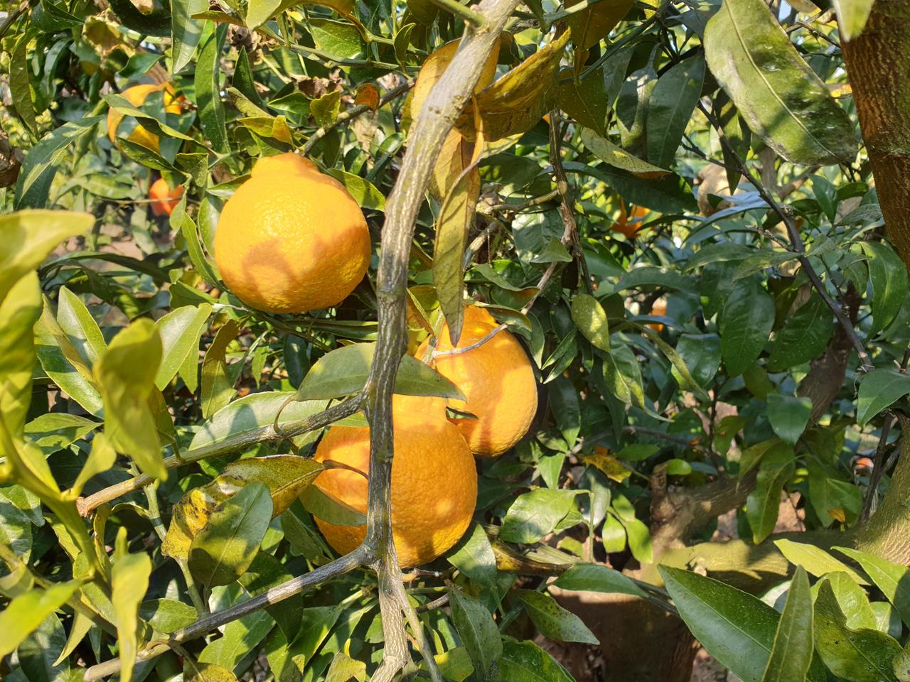 새콤달콤함이 미쳤어요! 노지한라봉