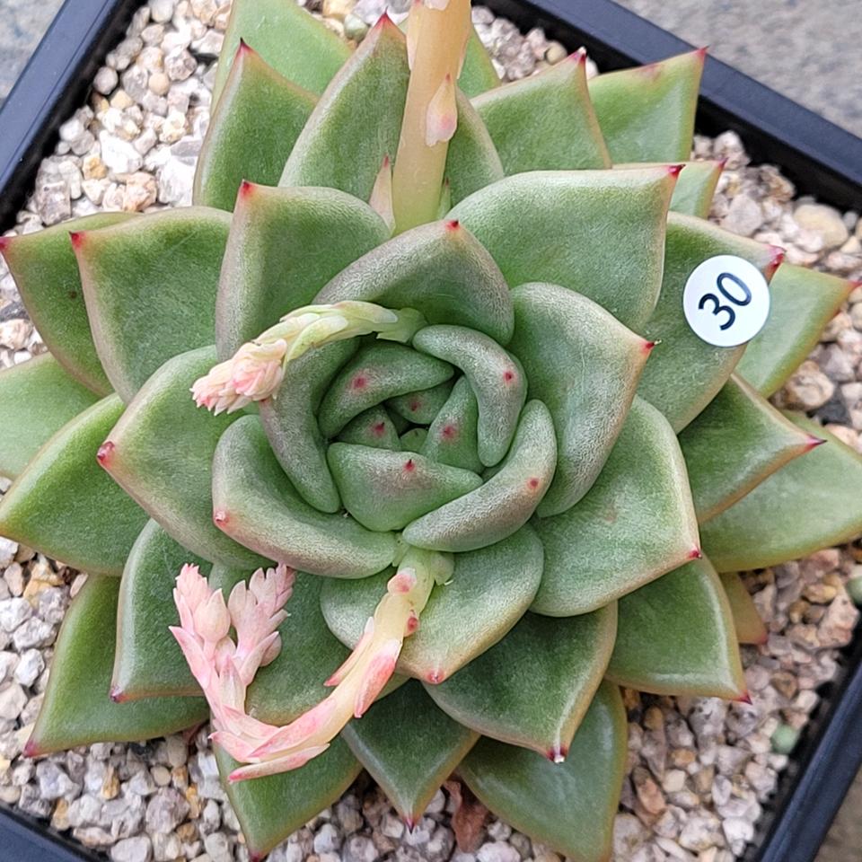 다육 돌기마리아금 (자구1개)