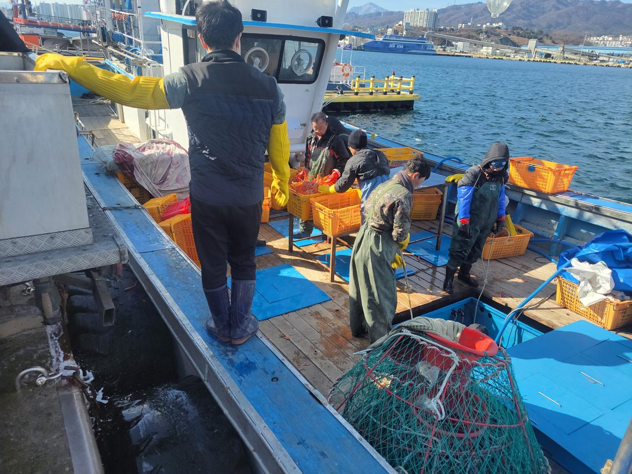 홍게1키로3마리1만6천