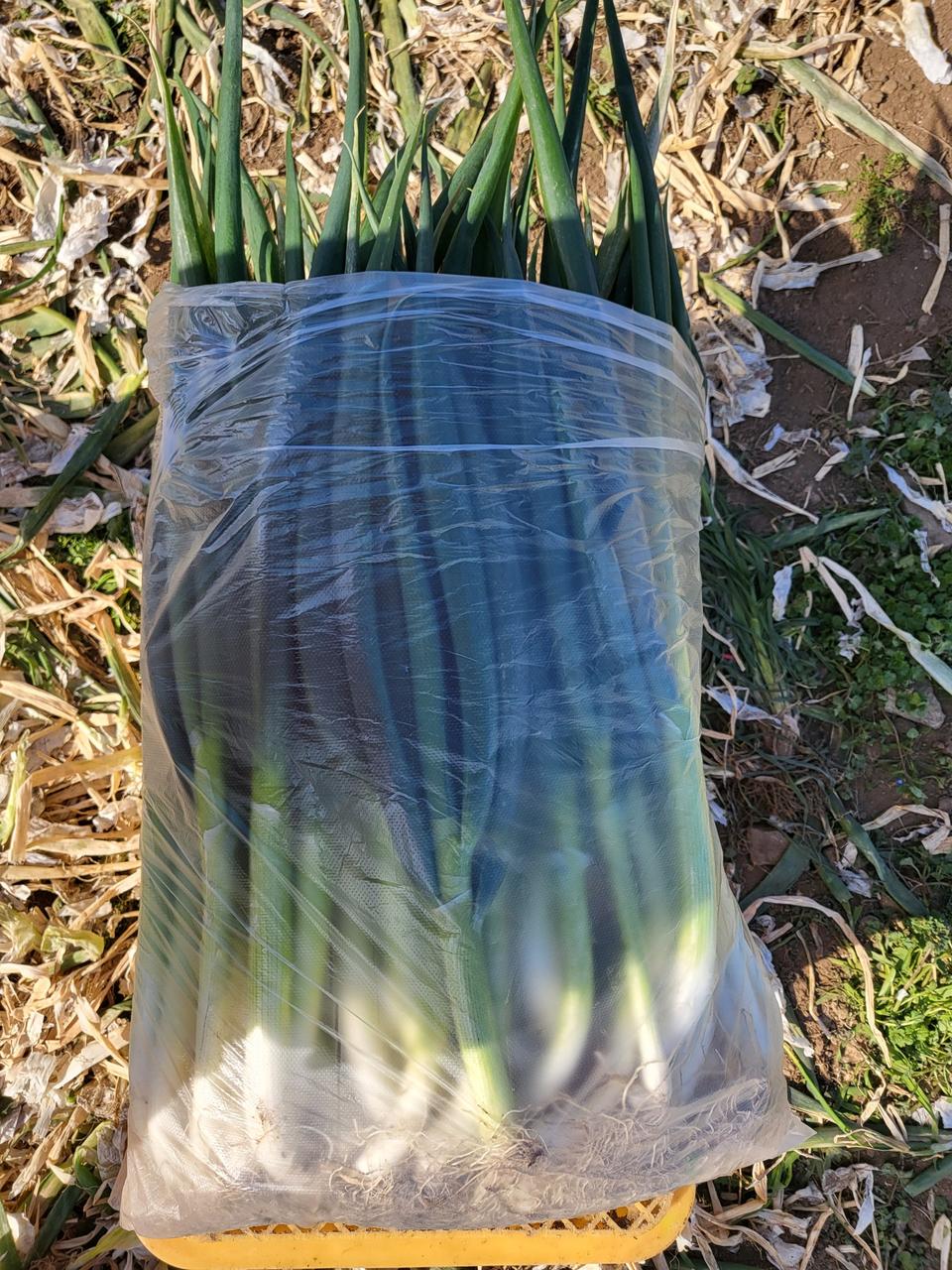 욕지도 유기농 대파 8kg