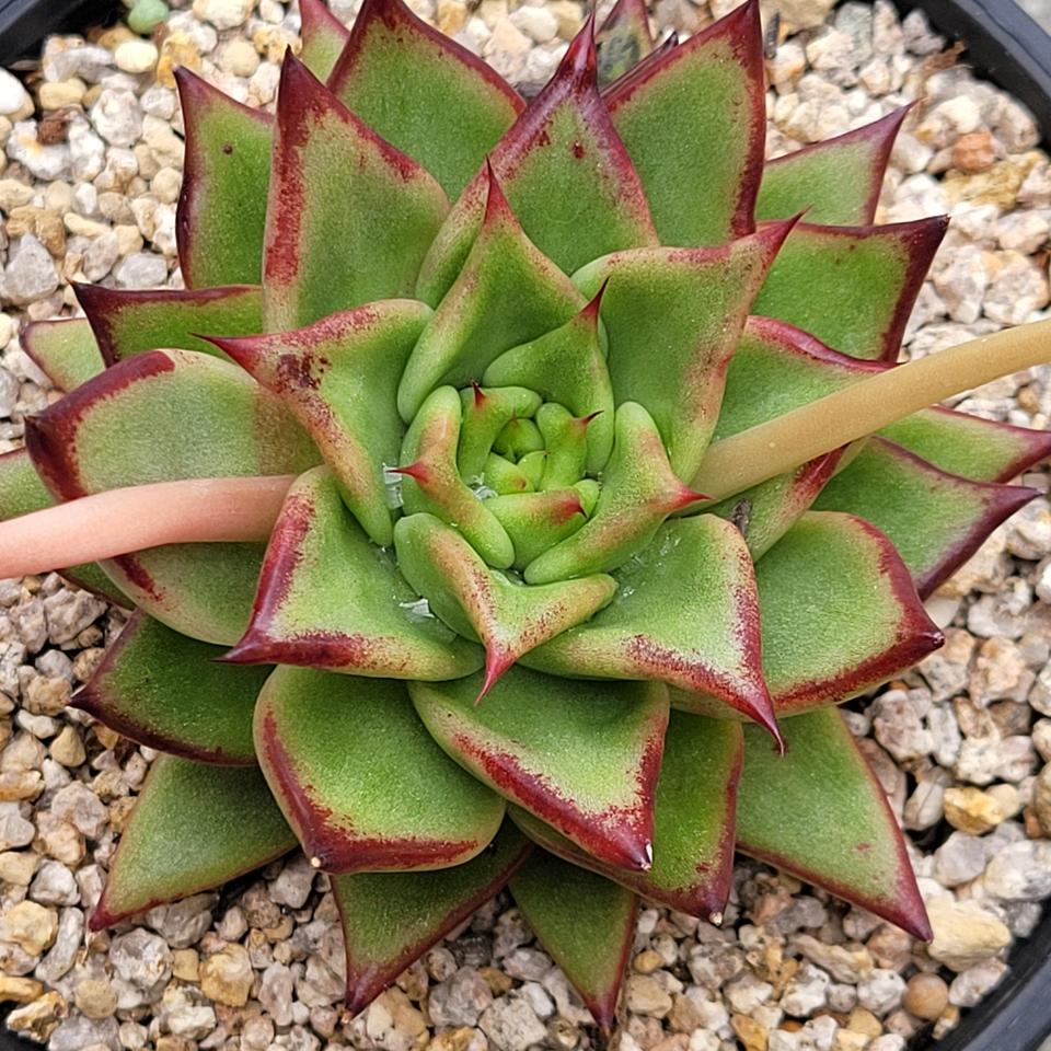 다육 한스 산반금 화분