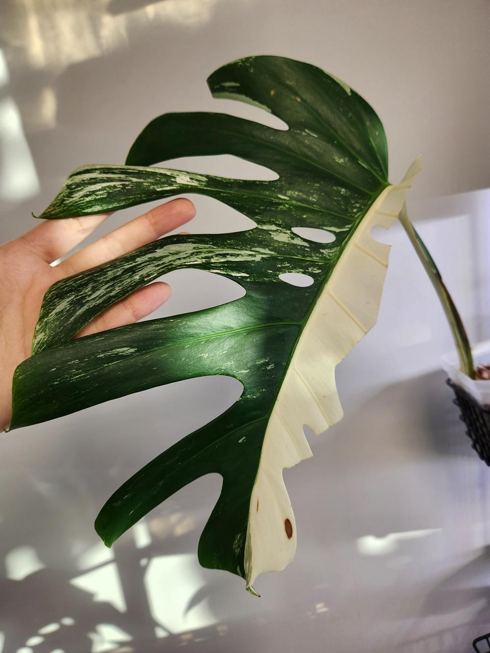 몬스테라 보르시지아나 알보 바리에가타