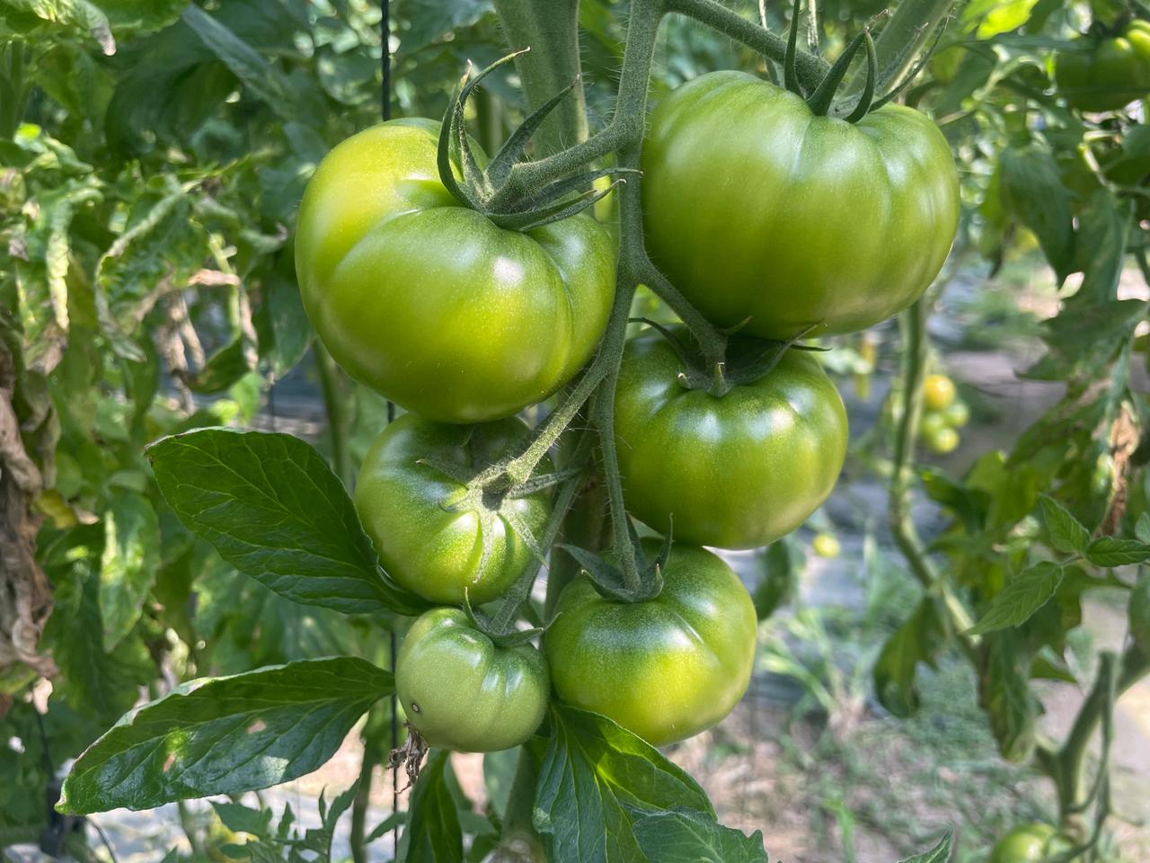 산지직송 대저 짭짤이 토마토(무료배송)