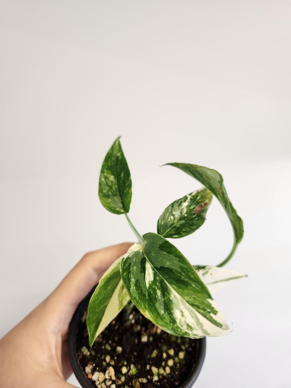 희귀식물.에피프레넘피나텀바리에가타