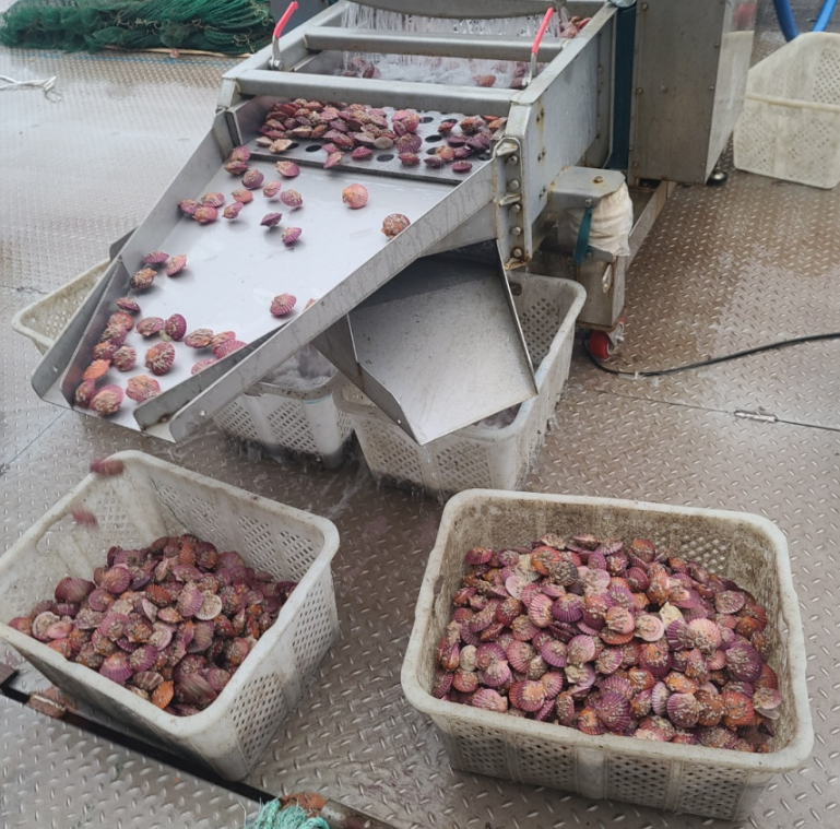 ※홍가리비 4kg 단위 무료배송. 오후2시전 주문시 다음날 도착 무배