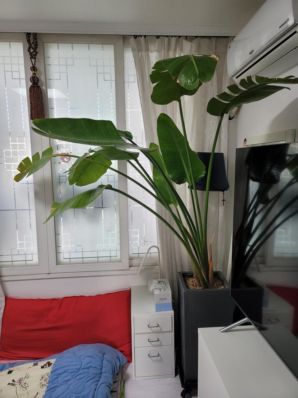 극락조 인테리어 화분