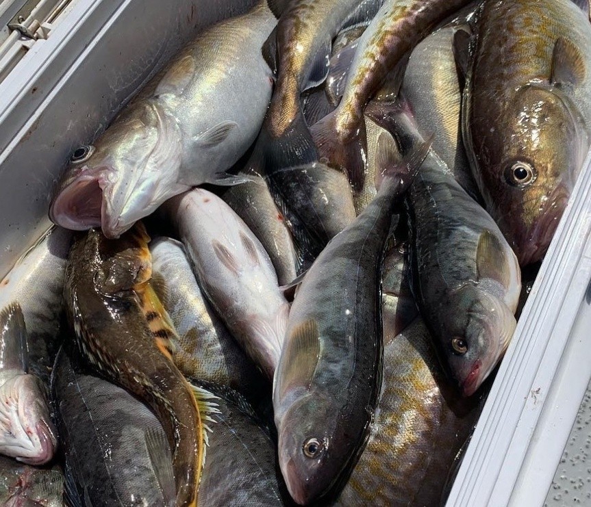 국내산 반건조  임연수 1kg+1kg