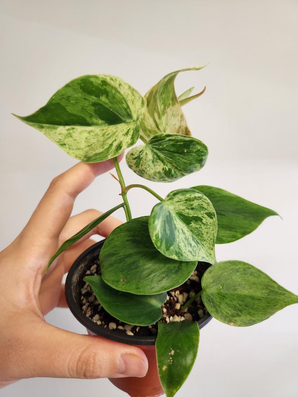 희귀식물.필로덴드론 옥시카르디움 바리에가타