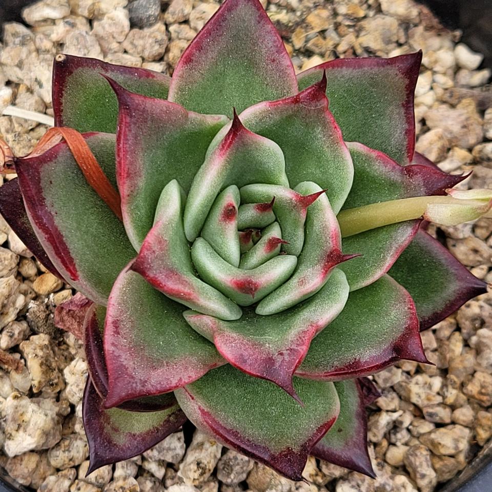 다육 레드티아라