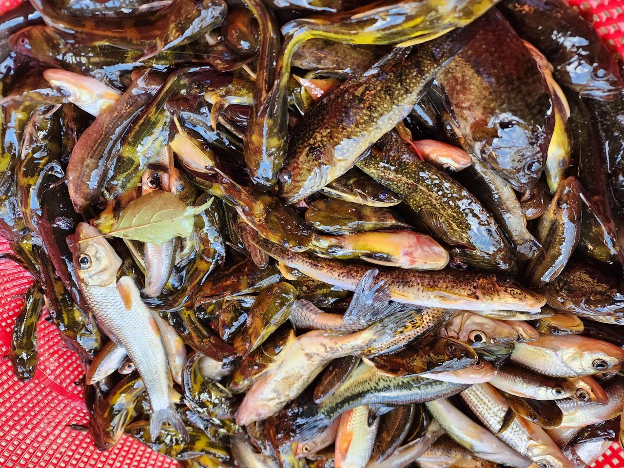 민물잡고기 판매