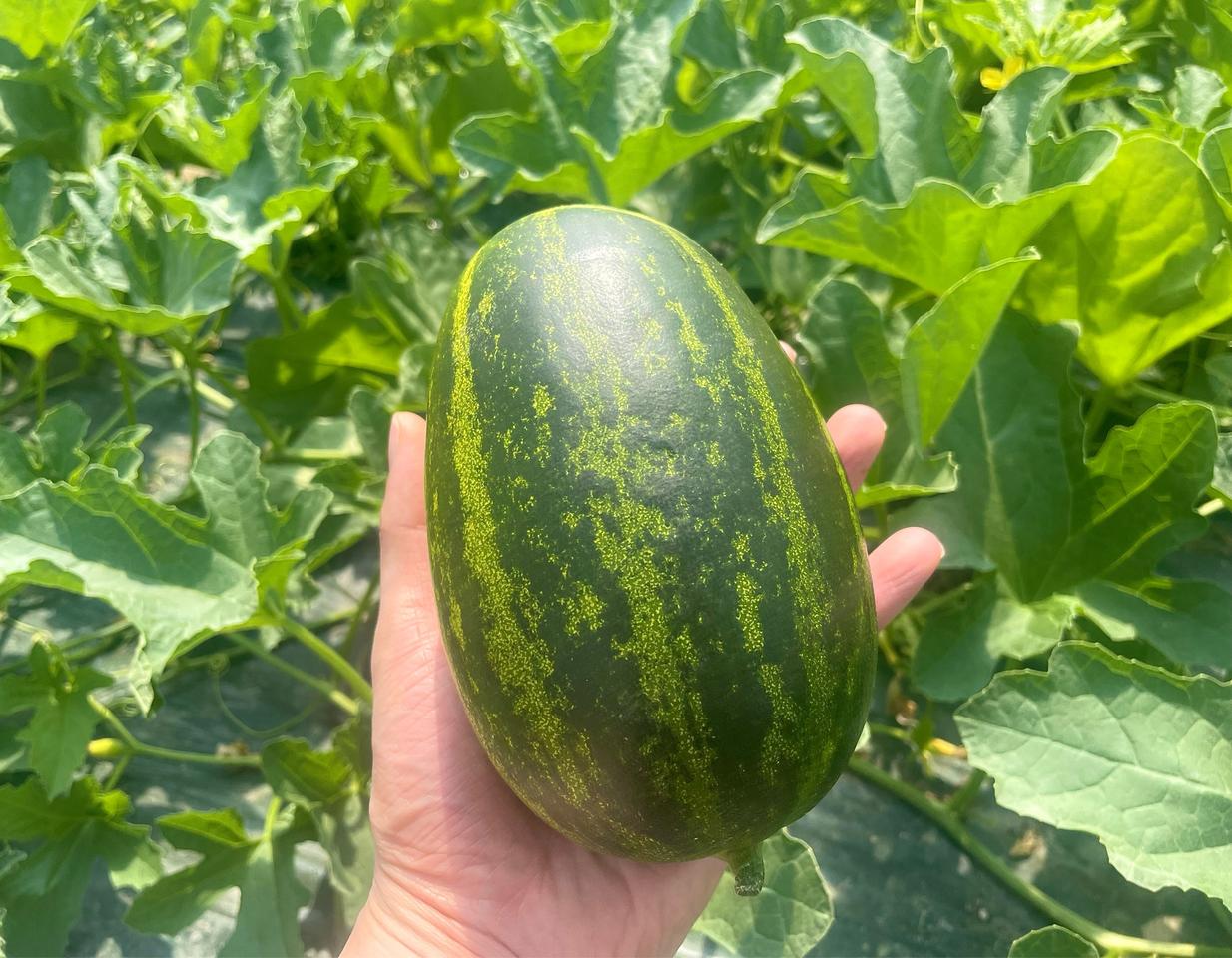 산지직송 고령 파파야멜론