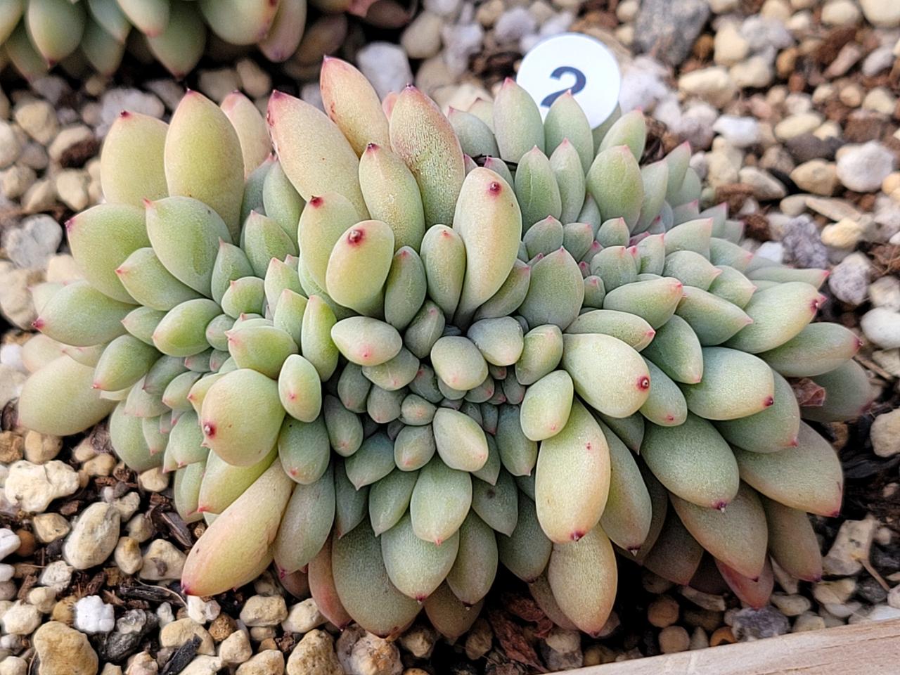 다육 아리엘 철화 두아이 각각 판매합니다