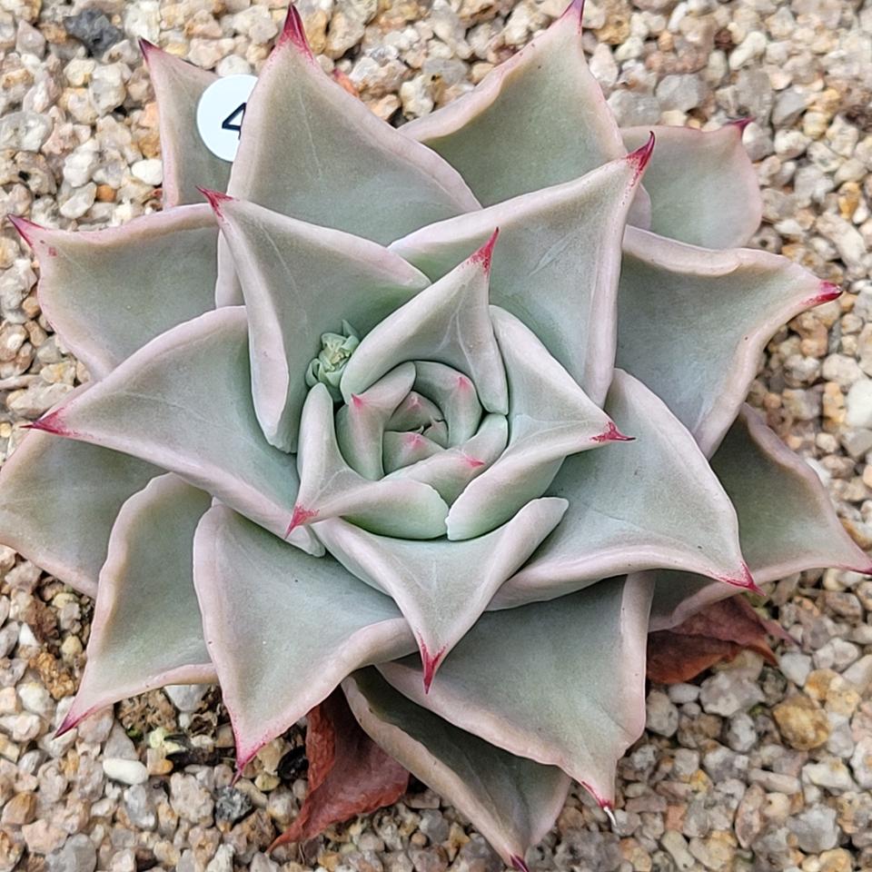 다육 마디바 화분