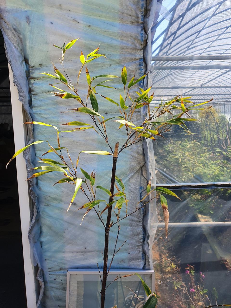 오죽 대나무 분재