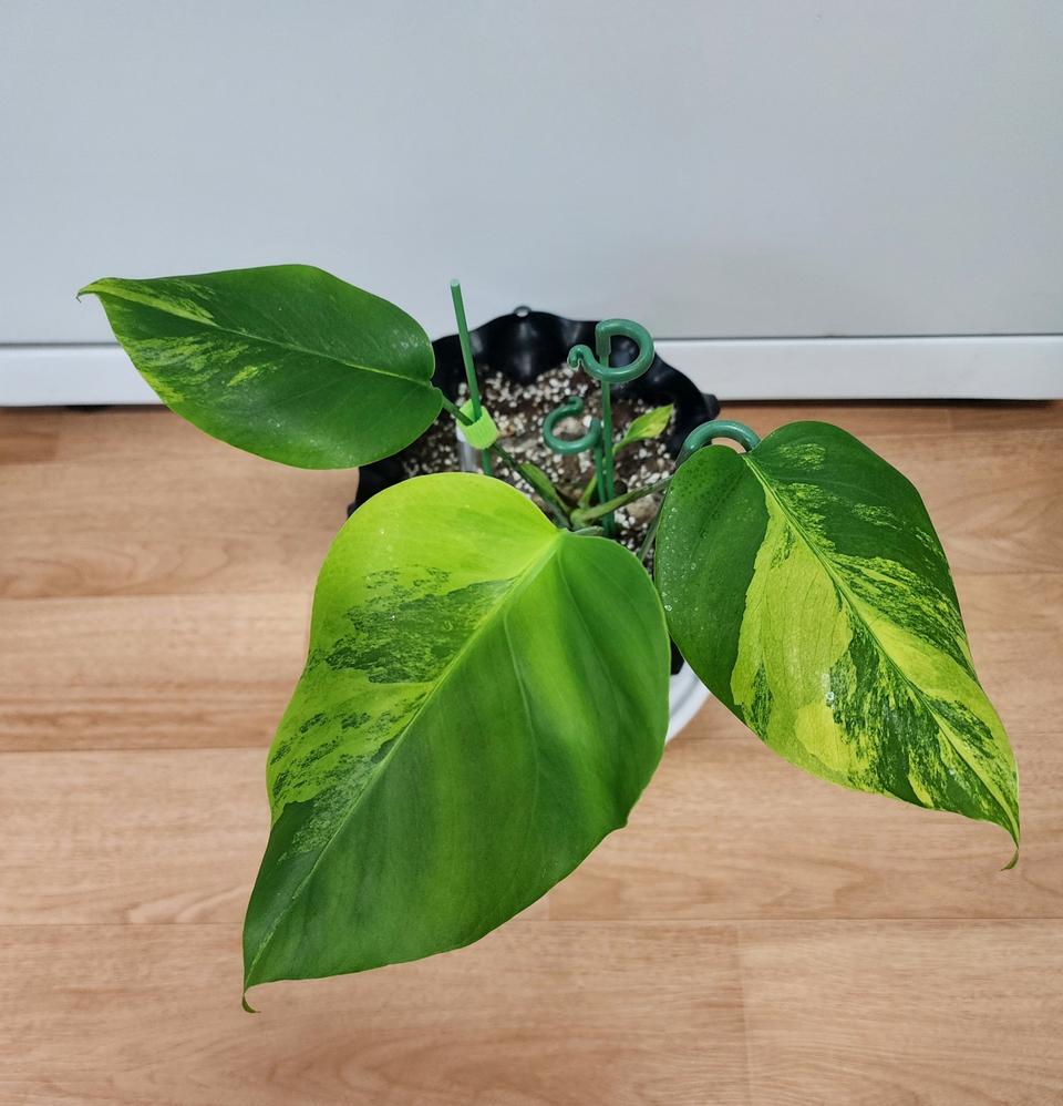 옐로우 몬스테라 옐몬 팔아요