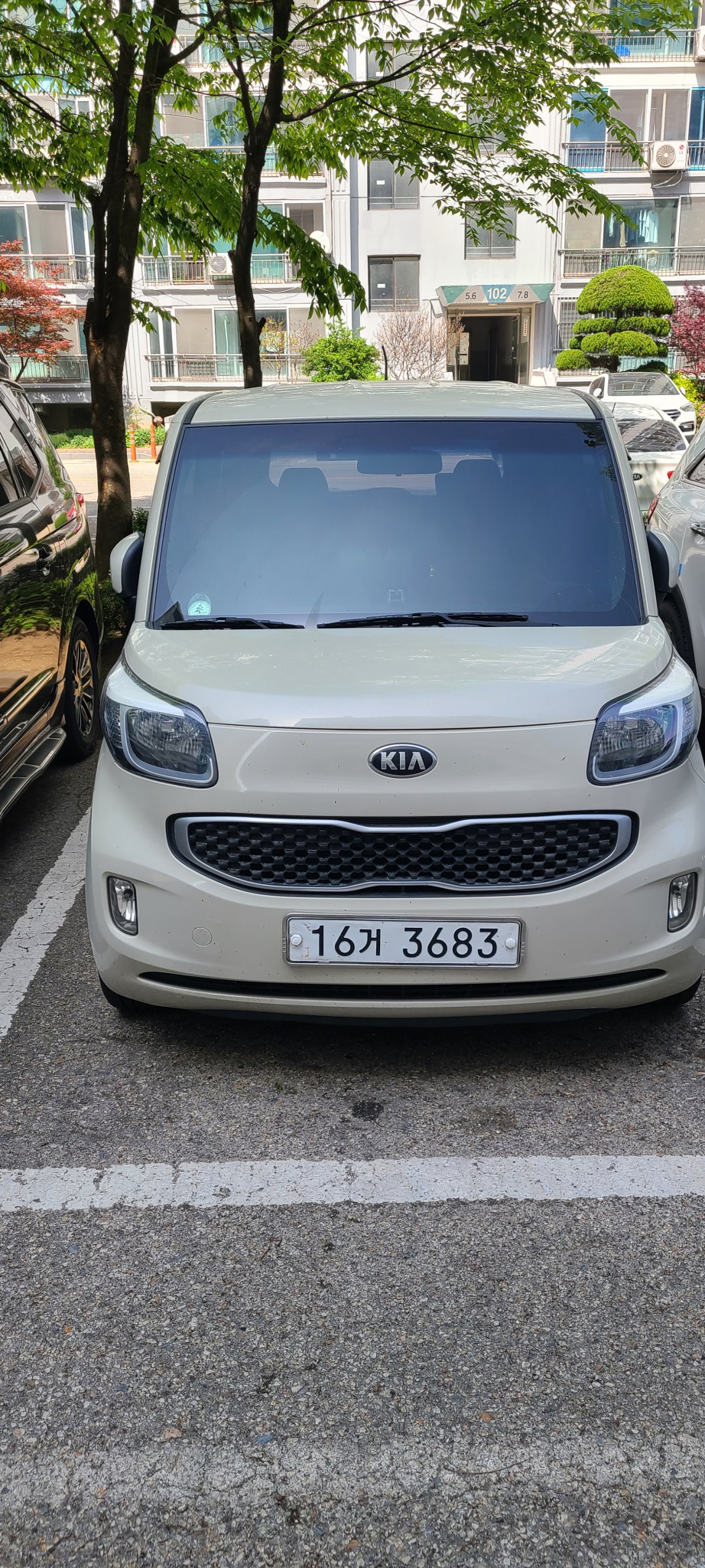 레이 크림색 판매