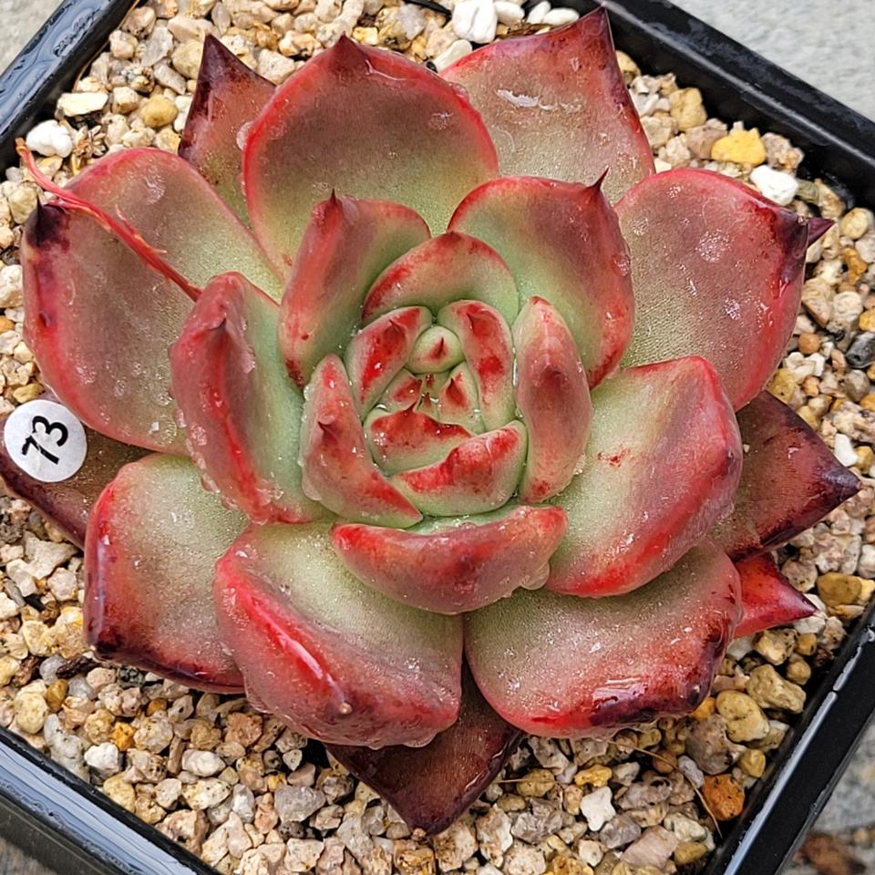 다육 엠마스톤 화분