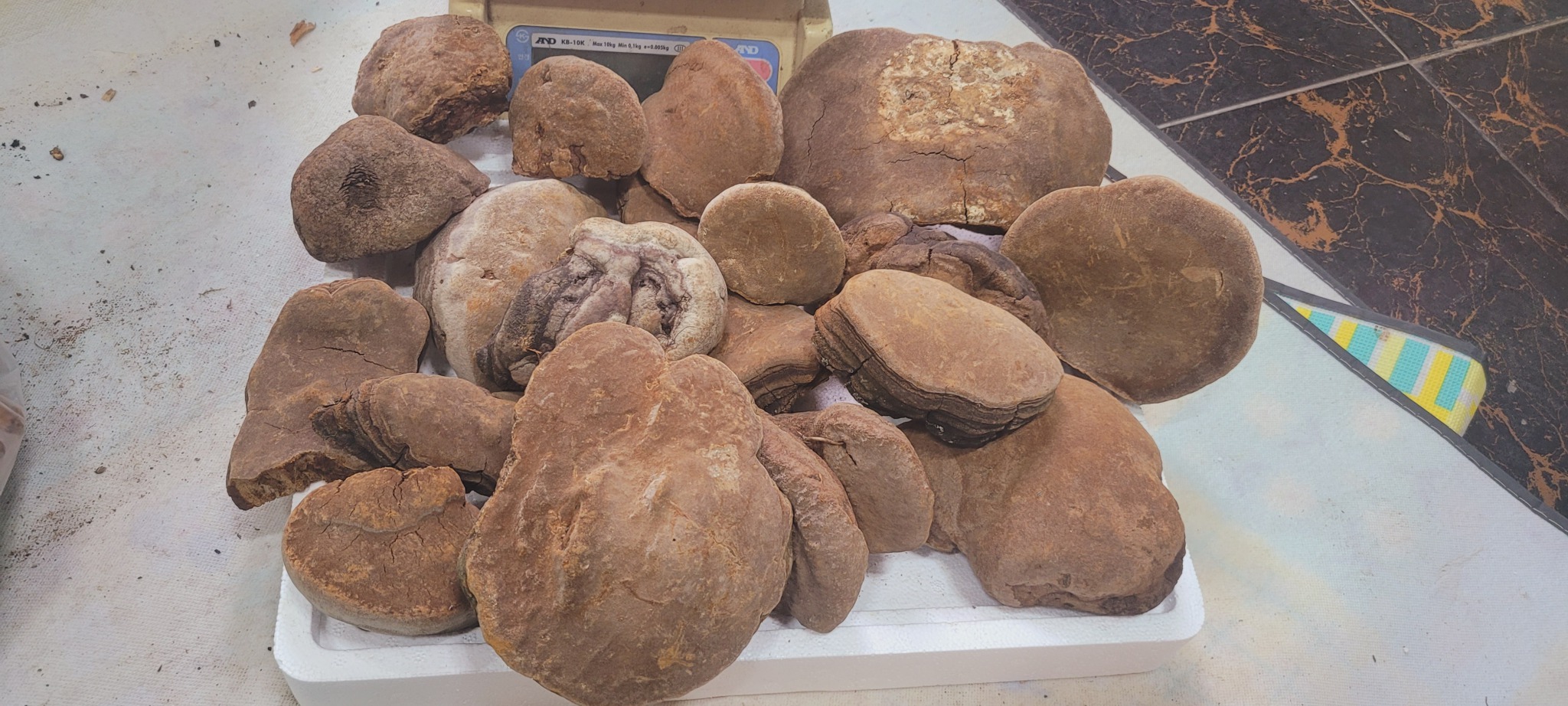 박달상황,분비상황