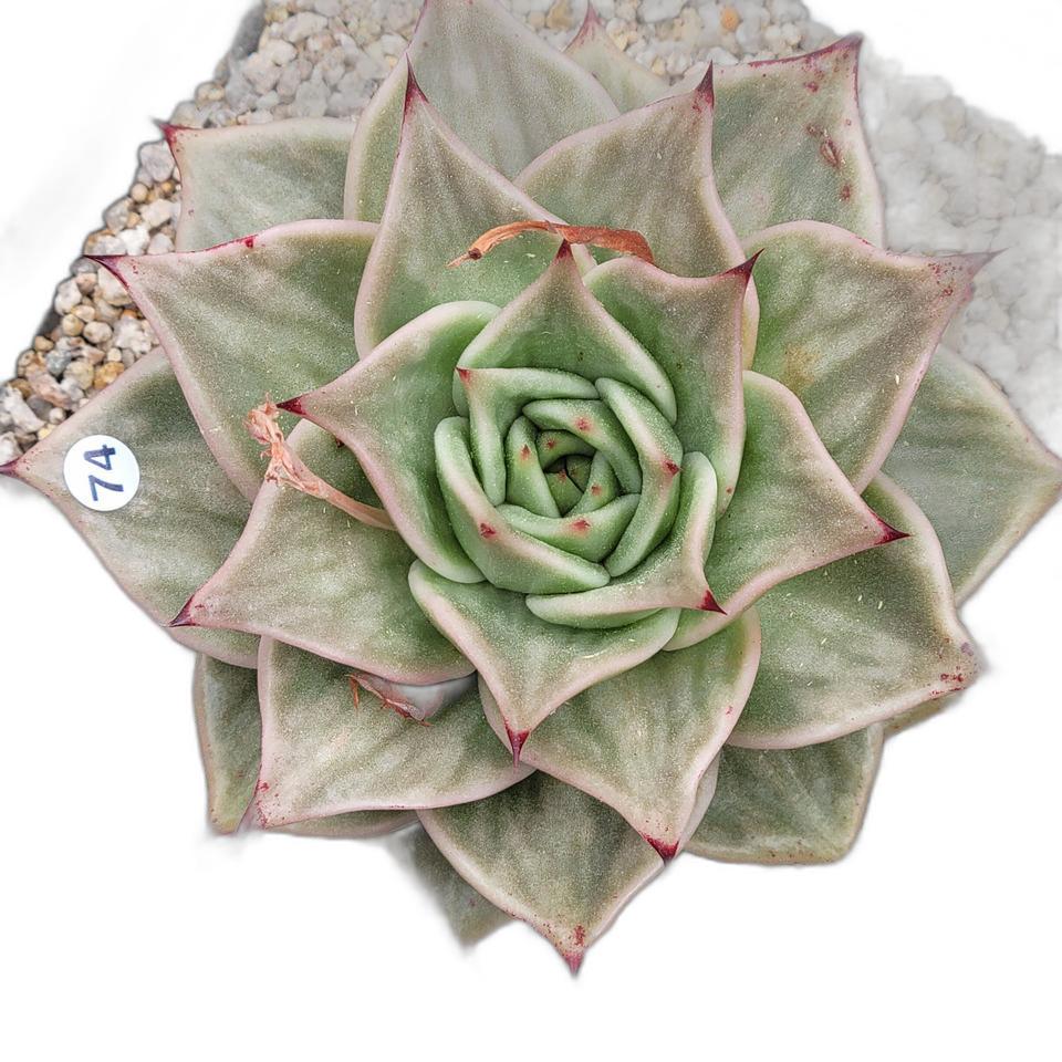 다육 제이드스타금 대품 13센치이상 화분 판매합니다.