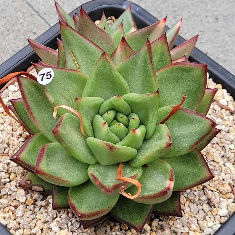 다육 쿠스금 15센치이상 대품 화분 판매합니다