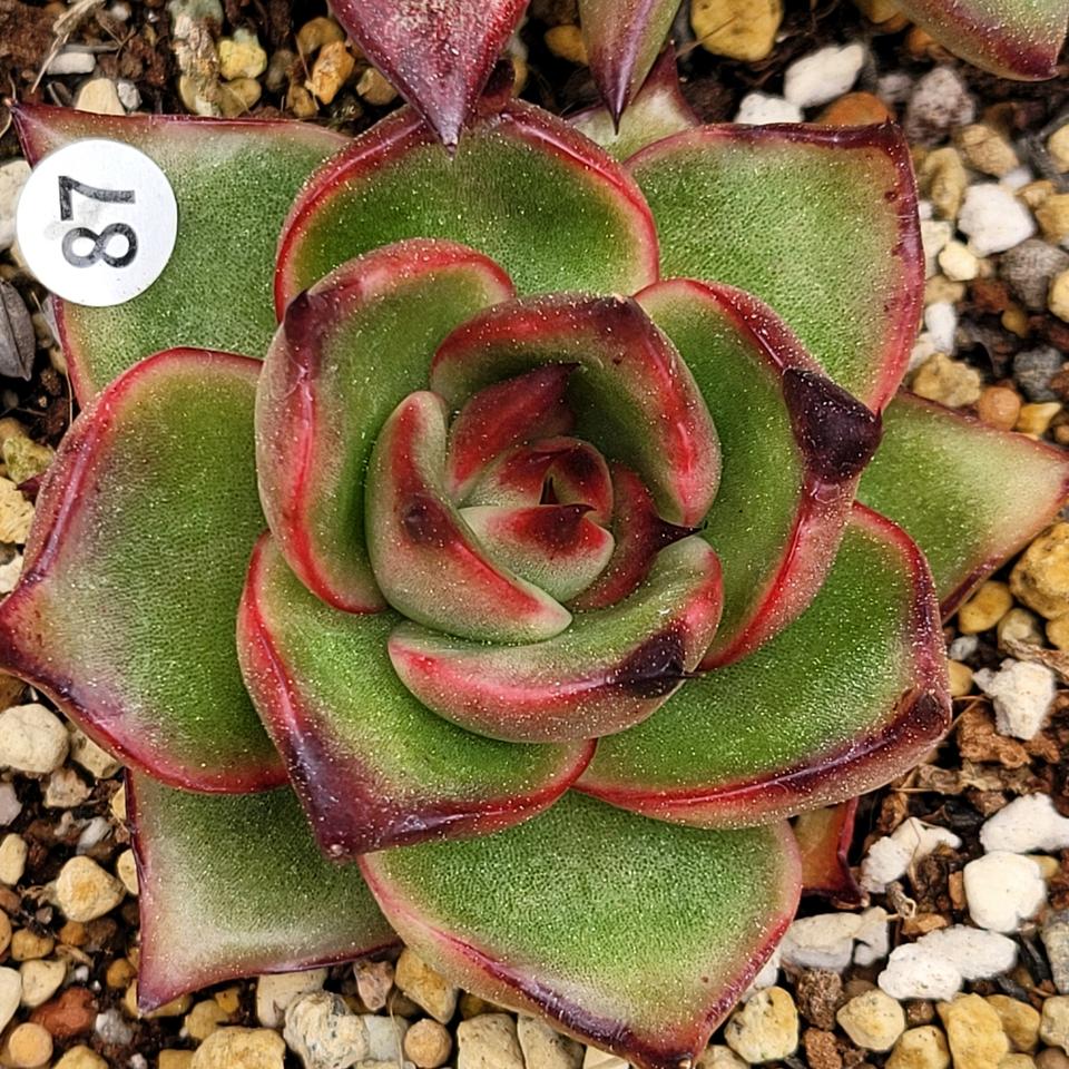 다육 환엽 재클린 두아이 각각 판매합니다