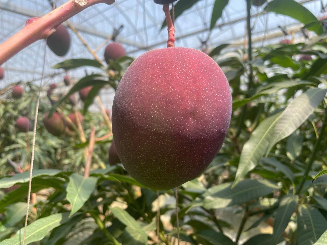 산지직송 함안 애플망고