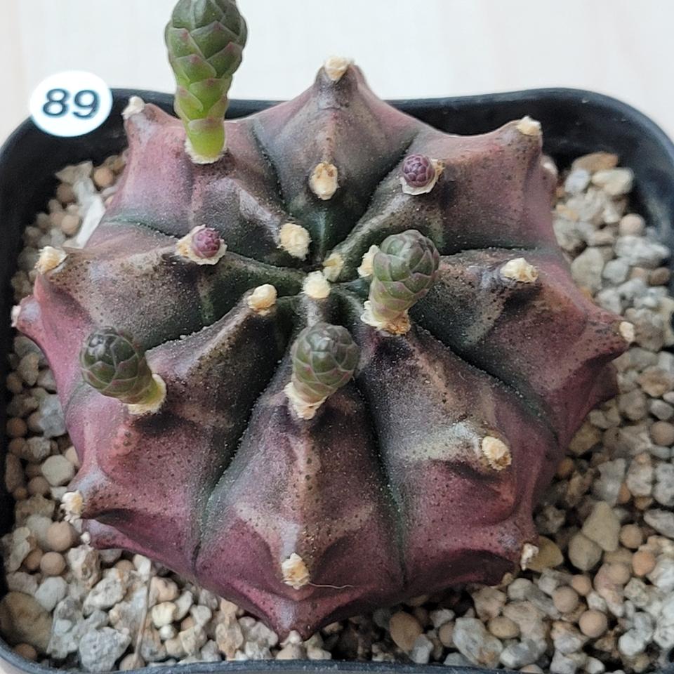 다육 러블리선인장 각각 판매합니다