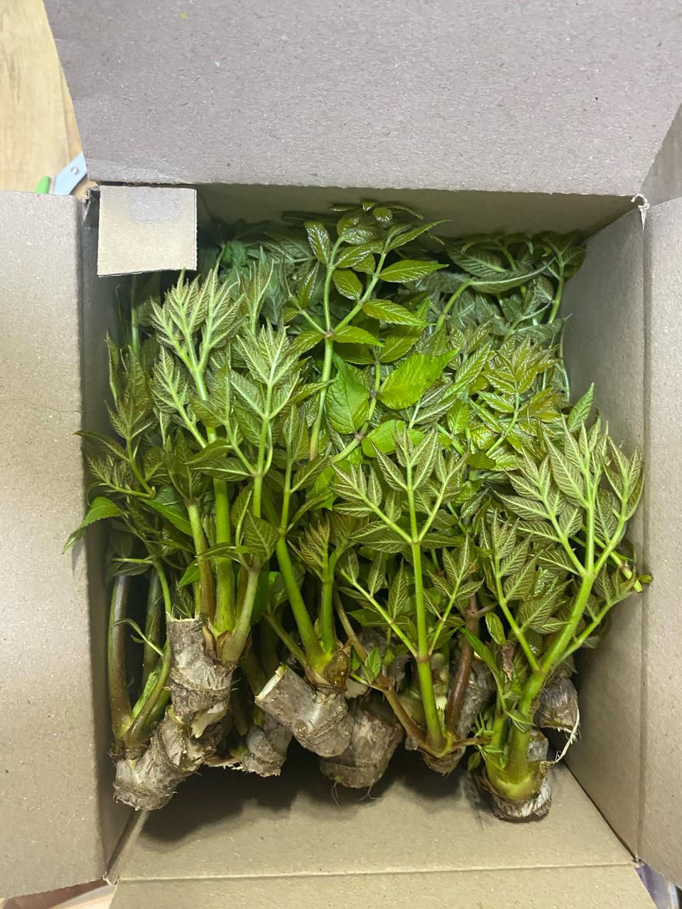 자연산참두릅1kg