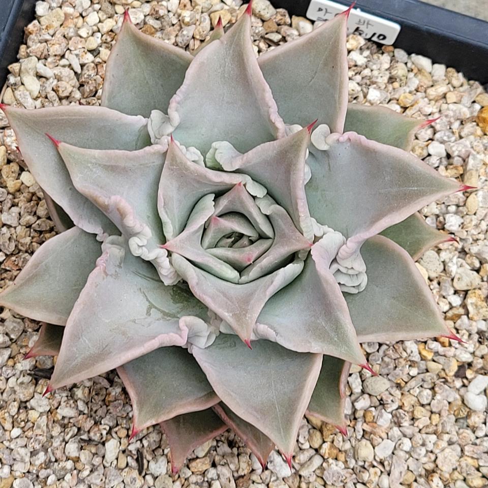 다육 돌기 마디바 화분 판매합니다.