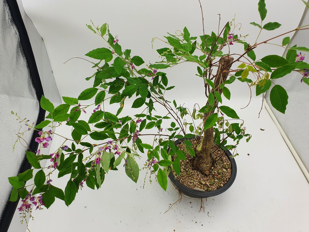 싸리나무 분재 인테리어화분 식물 정원수 조경수