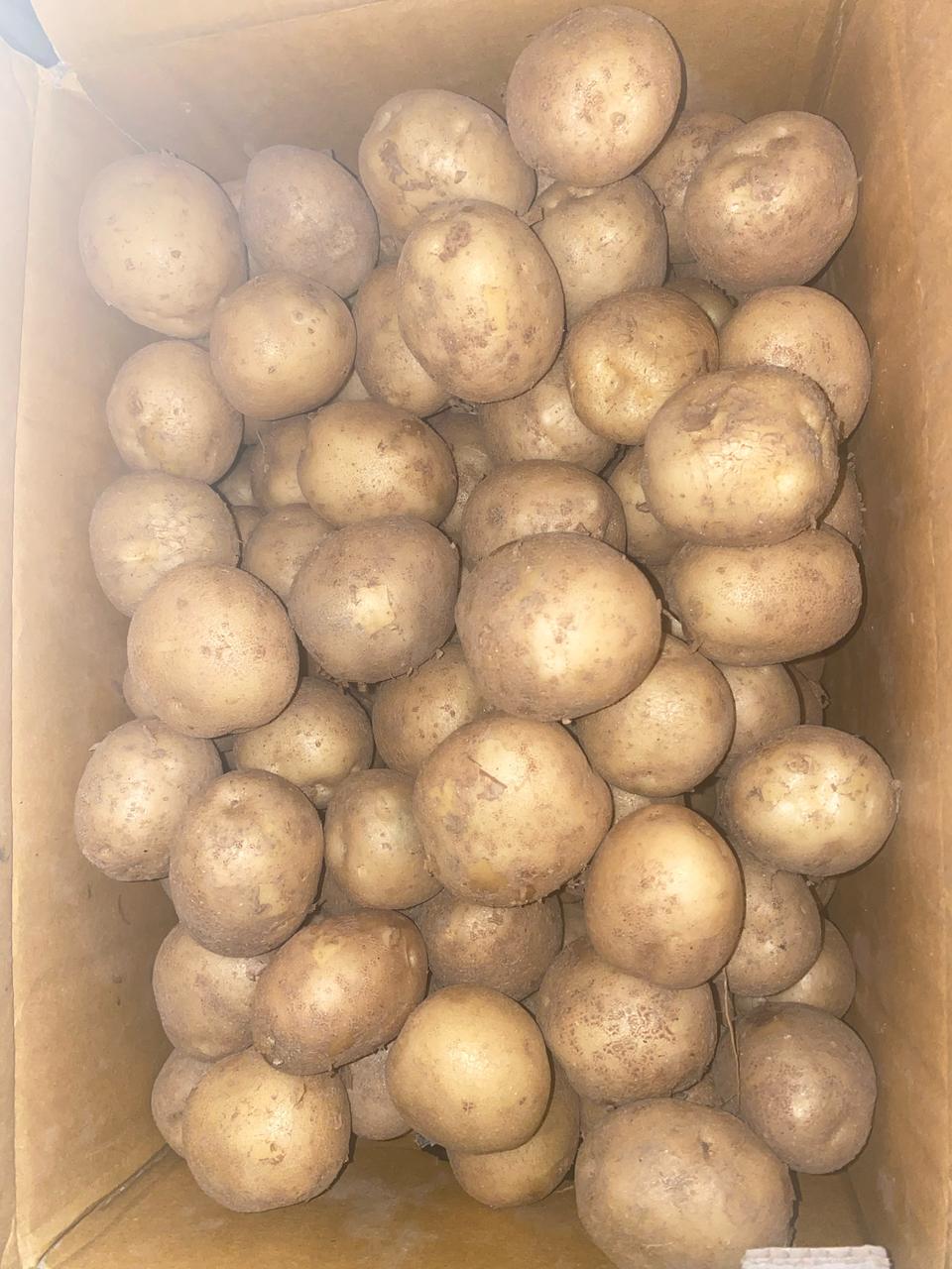 햇감자10kg (중)사이즈