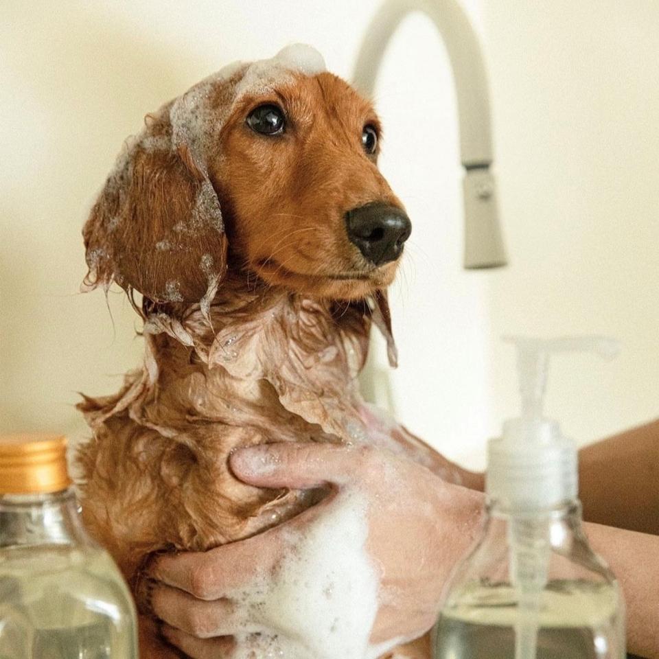 마일다 강아지샴푸 250ml 무향 (미개봉새제품)