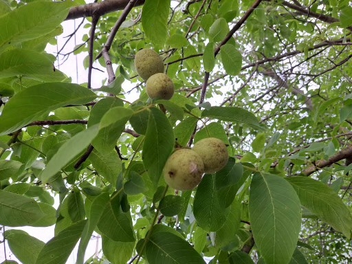 청 호도 10kg 무료배송